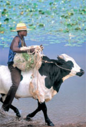 Livestock are a central part of the agricultural economy in Africa